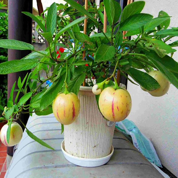 Hướng Dẫn Cách Trồng Dưa Pepino sọc vàng Nam Mỹ bằng hạt tại nhà cho trái to ngọt