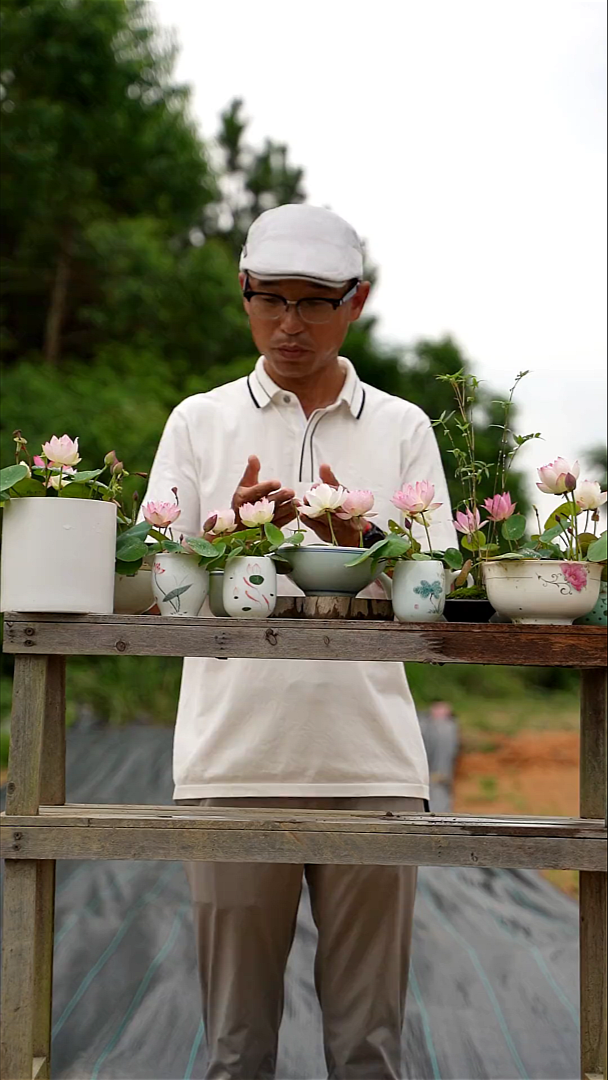Bí quyết trồng hoa sen mini nhật bản thủy canh ra hoa quanh năm