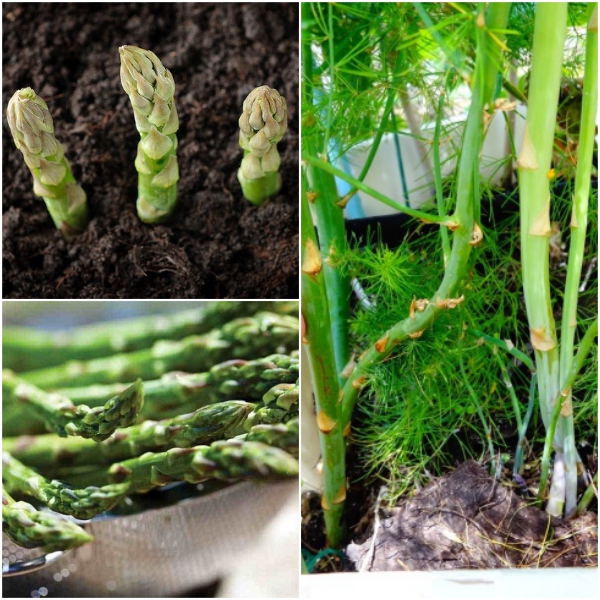 Cách trồng măng tây xanh đơn giản cho thu hoạch nhiều năm bạn đã biết chưa?